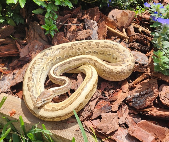 Ocelot Calico Ball Python by Bubblehead