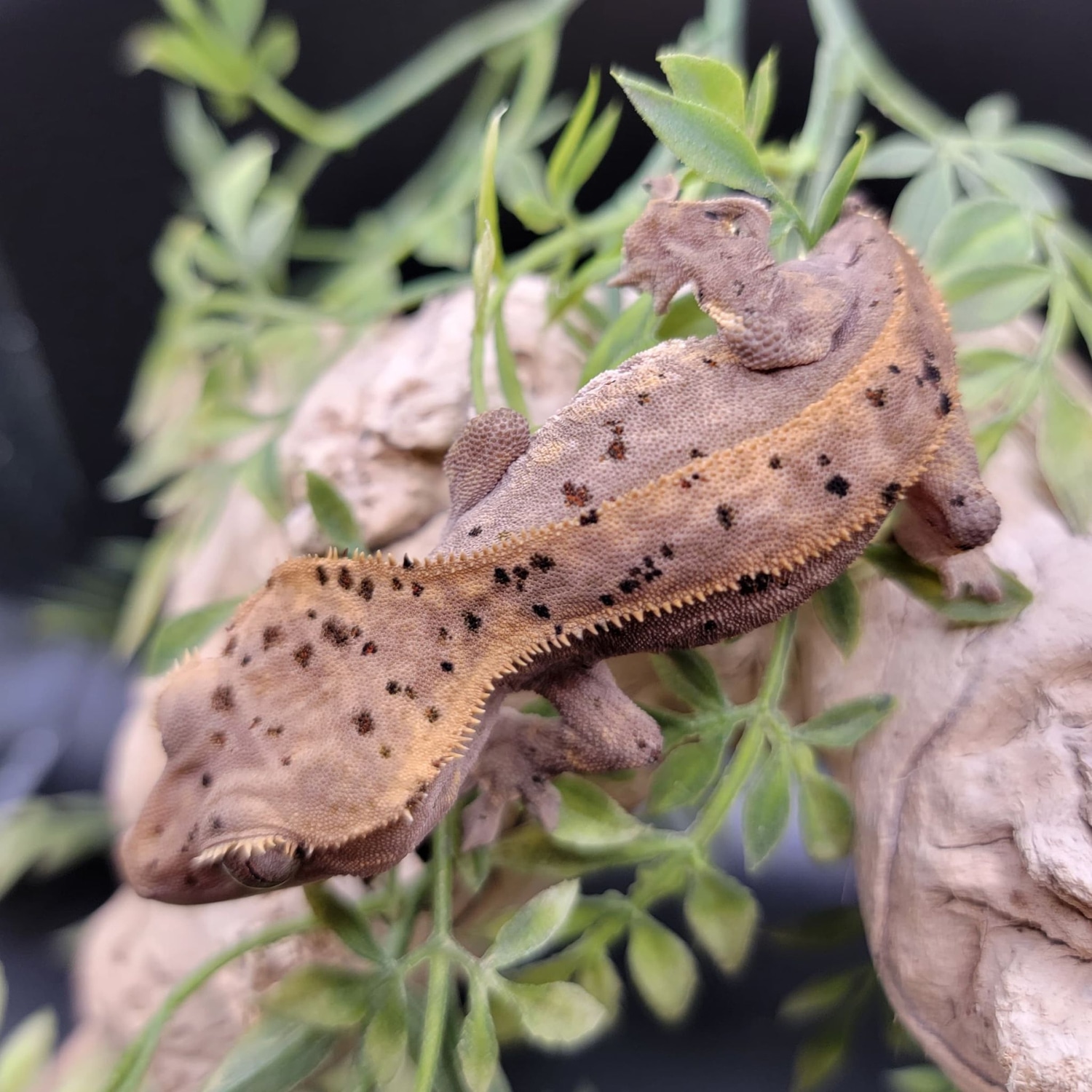 Confetti Dalmatian. Crested Gecko by Gawking Geckos MorphMarket