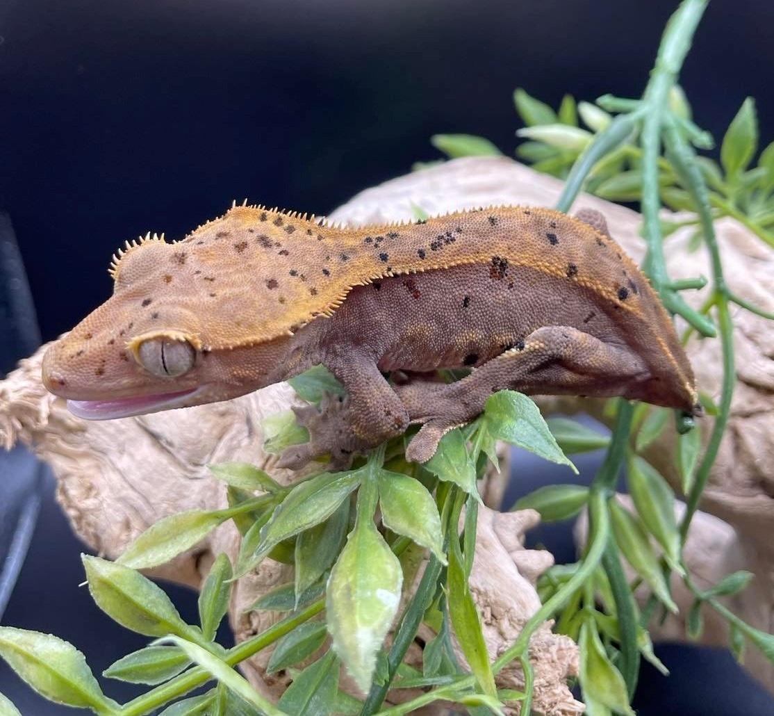 Confetti Dalmatian. Crested Gecko by Gawking Geckos MorphMarket
