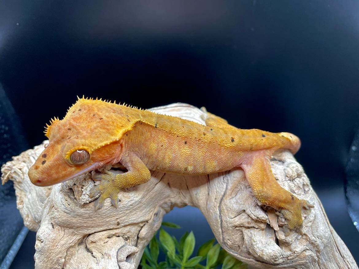 Red Confetti Dalmatian. Crested Gecko by Gawking Geckos MorphMarket