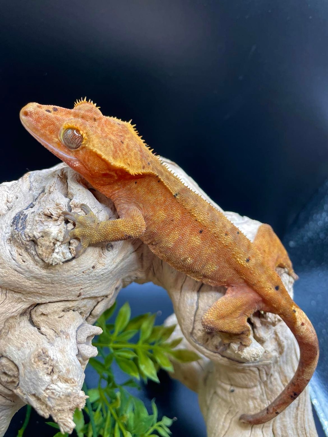 Red Confetti Dalmatian. Crested Gecko by Gawking Geckos MorphMarket