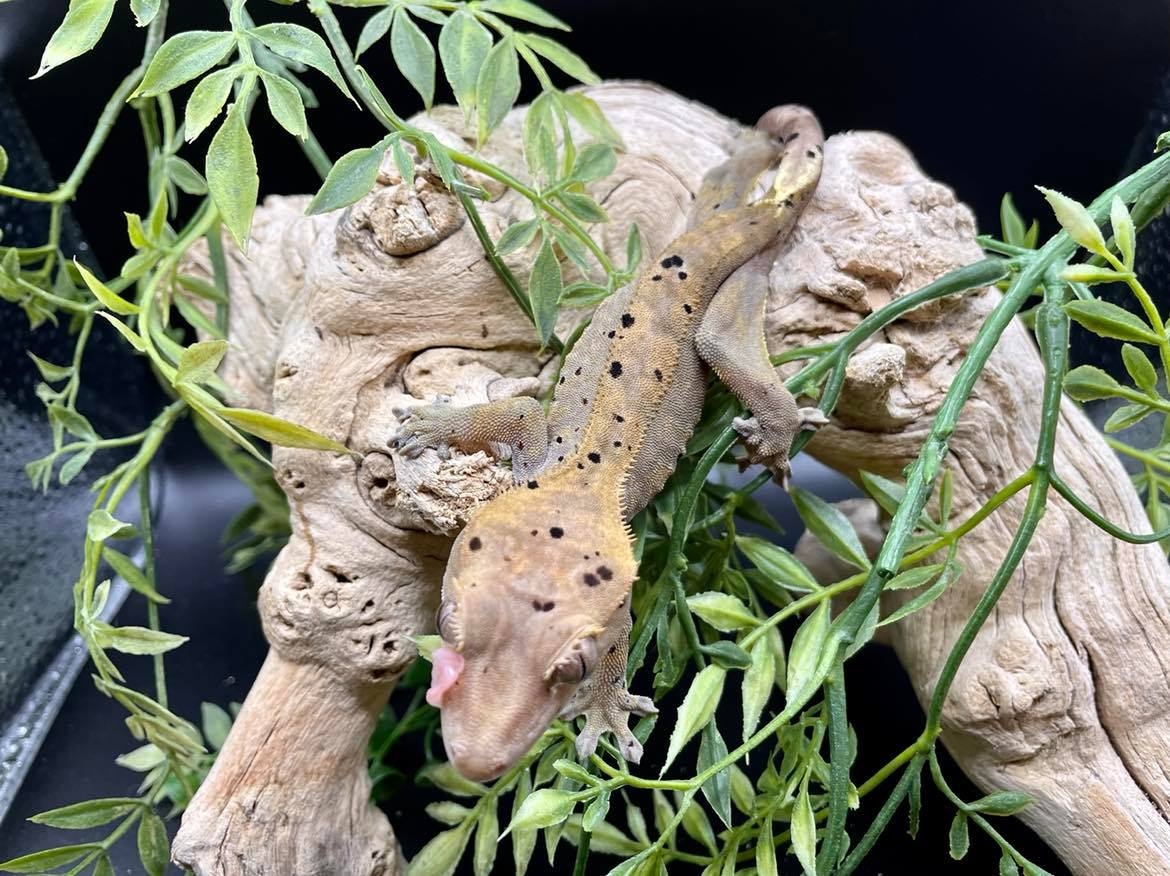 Confetti Ink Spot Crested Gecko by Gawking Geckos MorphMarket