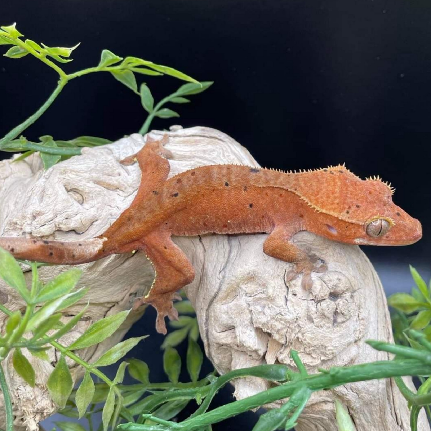 Red Confetti Crested Gecko by Gawking Geckos MorphMarket