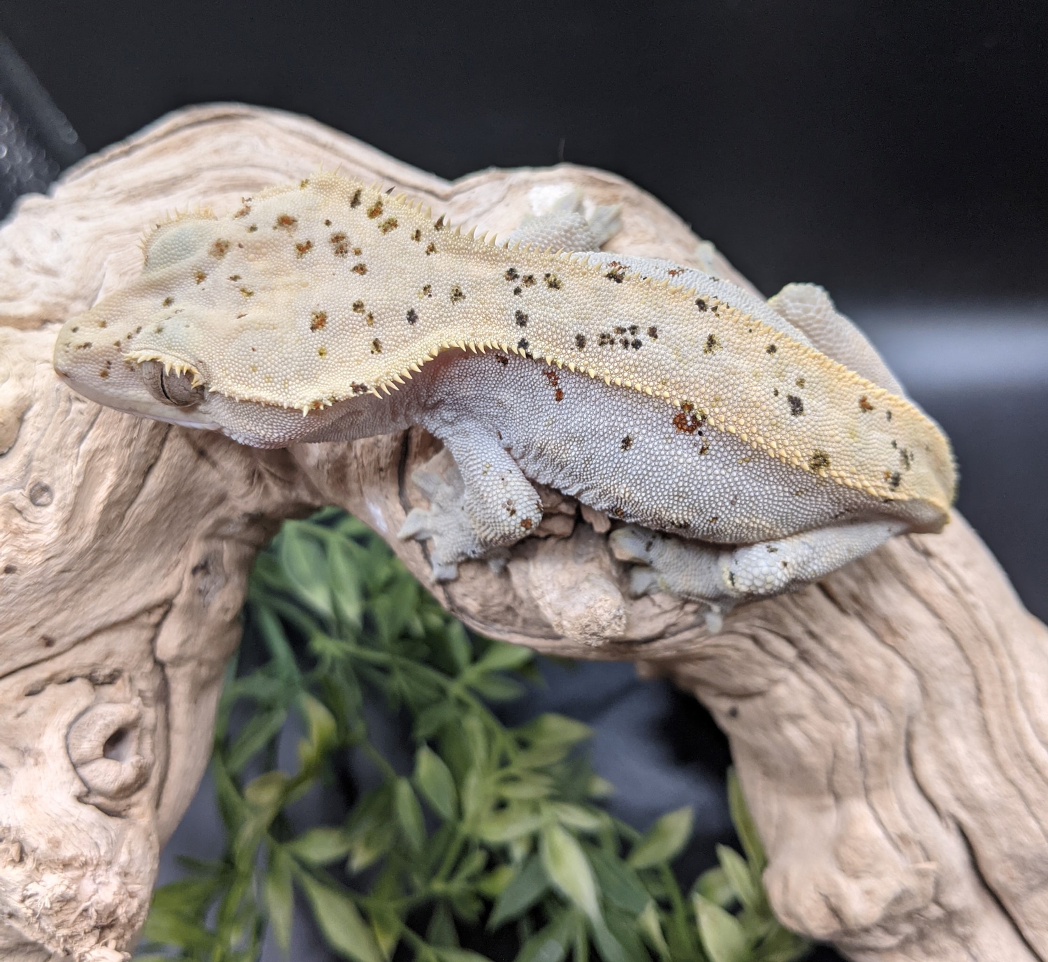 Confetti Dalmatian. Crested Gecko by Gawking Geckos MorphMarket