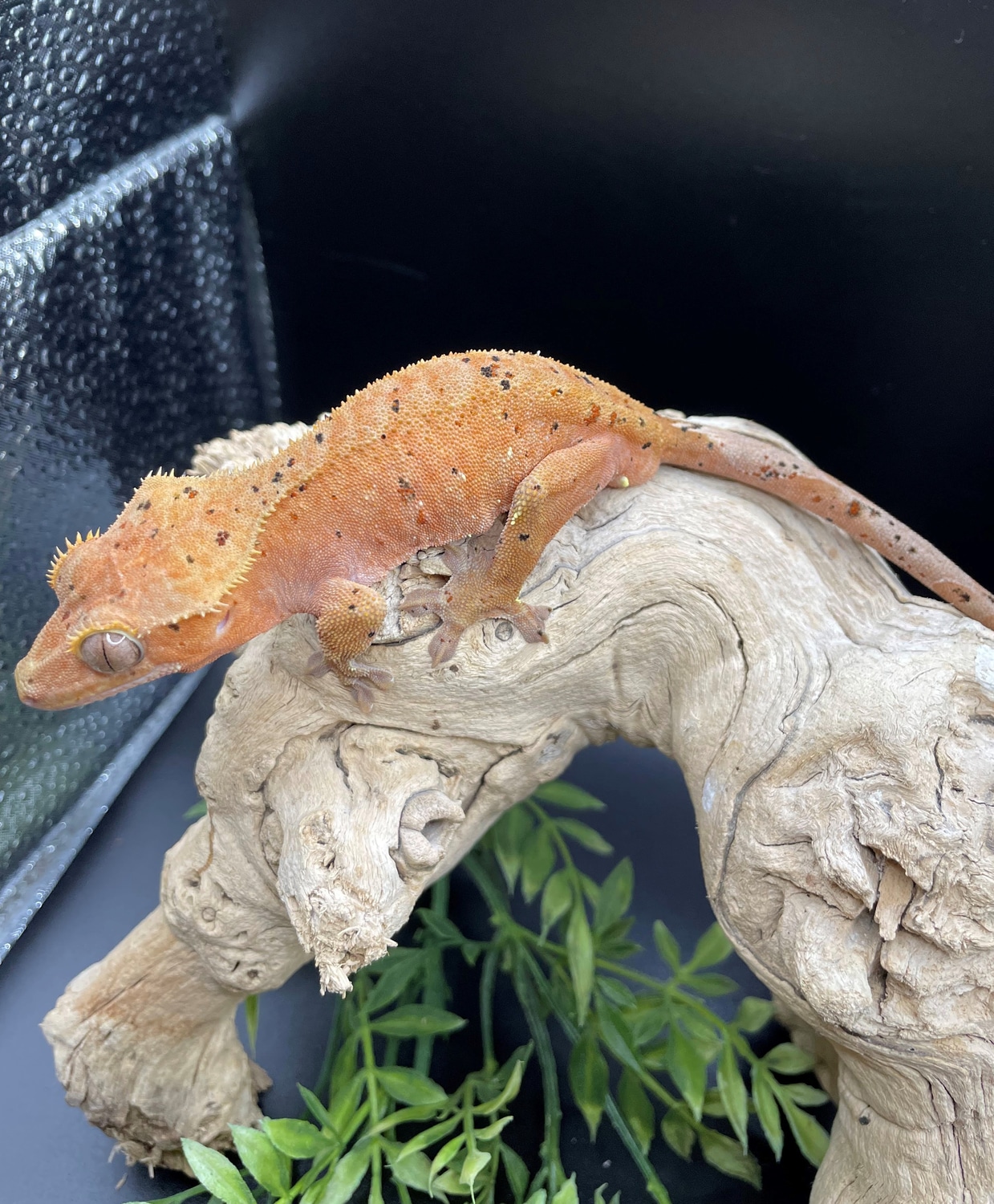 Red Confetti Crested Gecko by Gawking Geckos MorphMarket