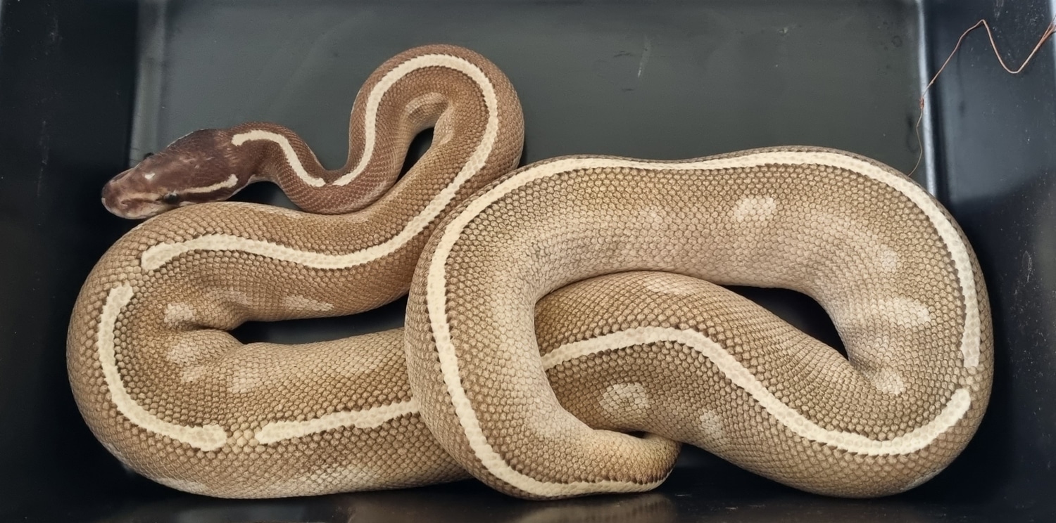 Purple Passion Ball Python by G&T Reptiles - MorphMarket