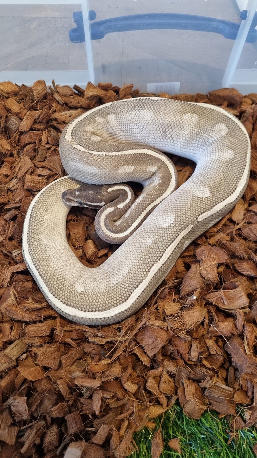 Purple Passion Ball Python by G&T Reptiles - MorphMarket
