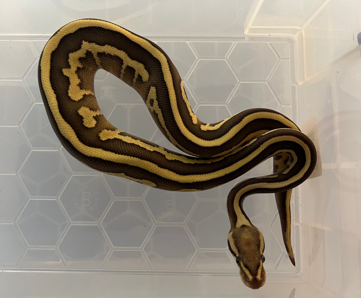 Lesser Leopard Fire Ball Python by G&T Reptiles - MorphMarket