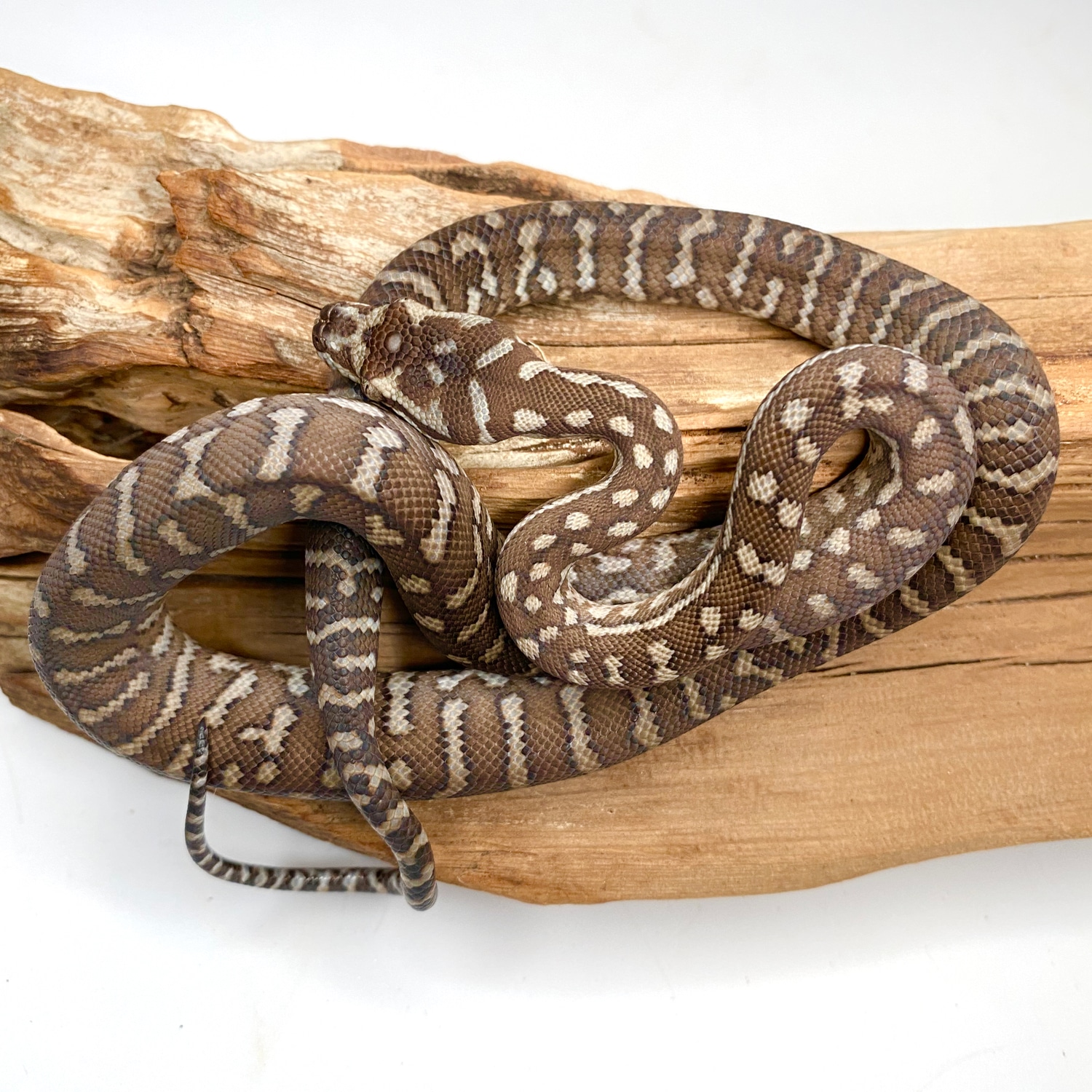Poss. Het. Stripe Bredl's Python Centralian Carpet Python by Great ...