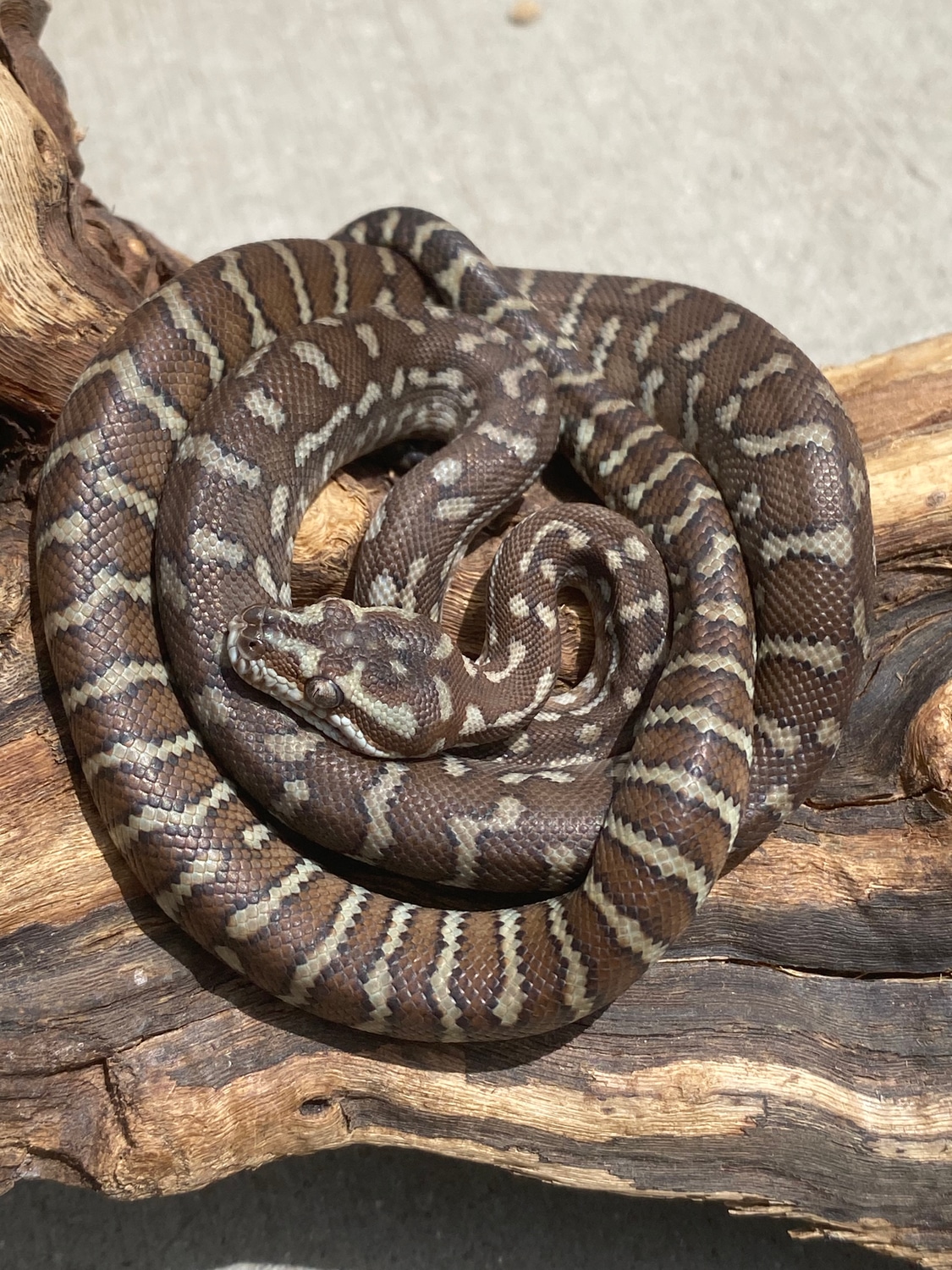 Poss. Het Striped Bredl's Python Centralian Carpet Python by Great ...