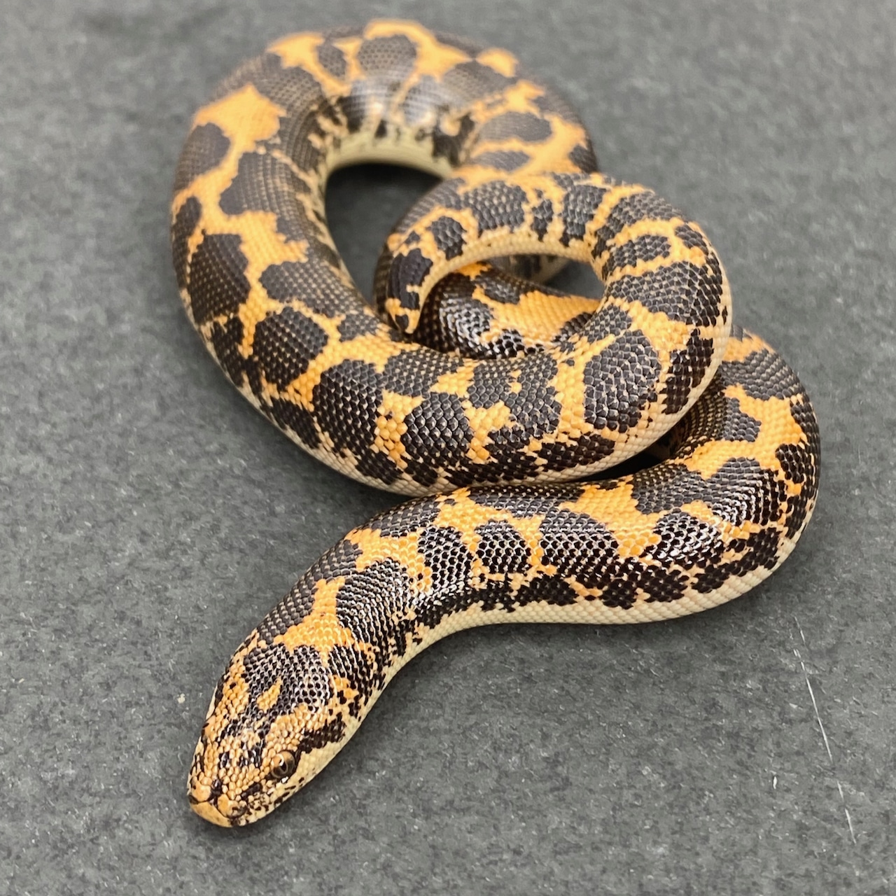 Het. Anery Sand Boa Kenyan Sand Boa by Great Basin Serpentarium, LLC MorphMarket