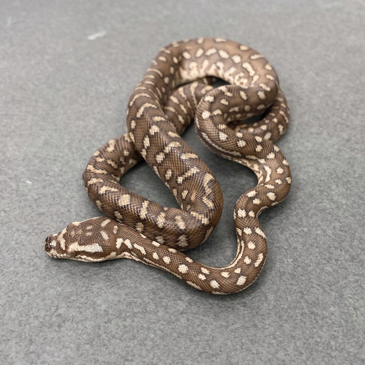 Poss. Het. Striped Bredl's Python Centralian Carpet Python by Great ...