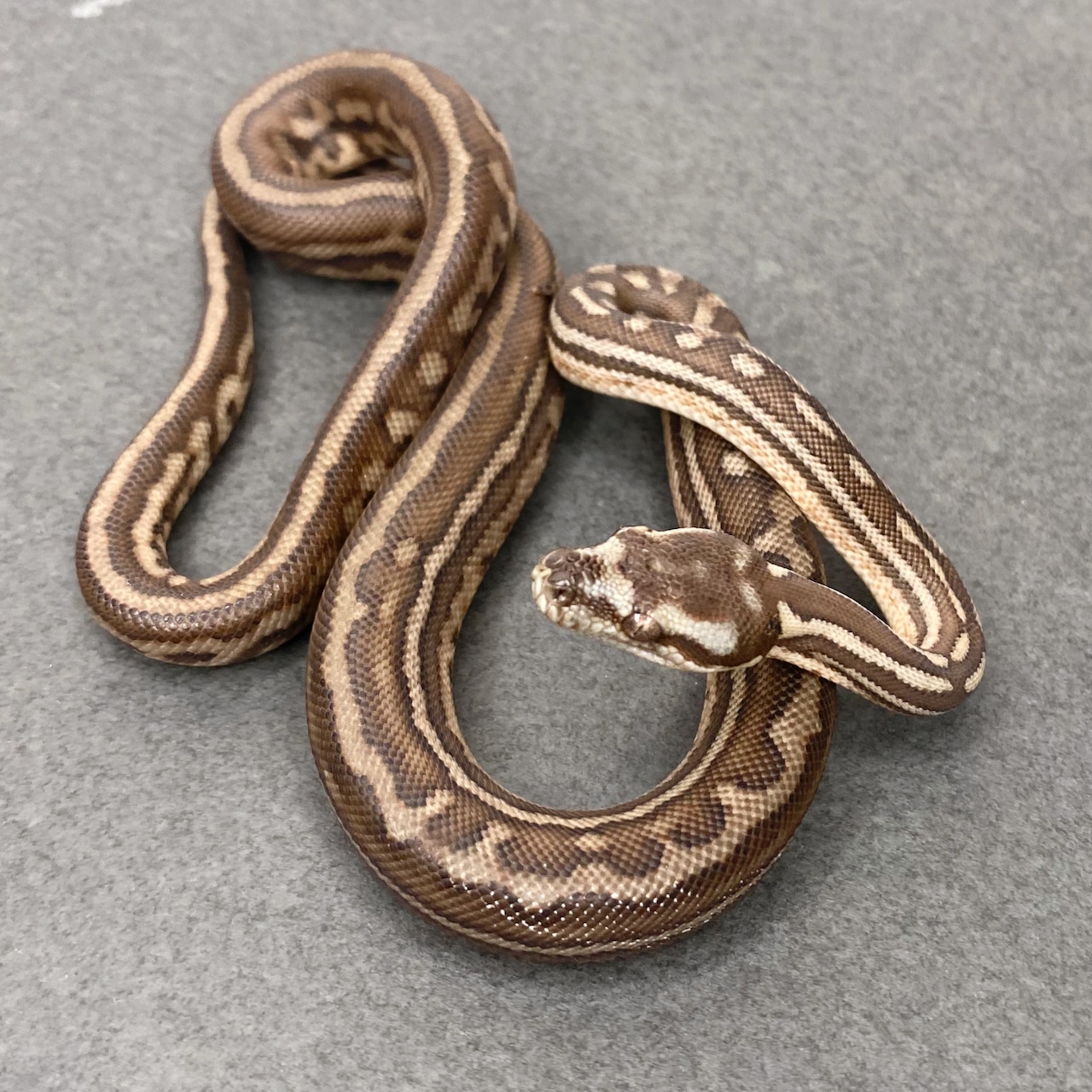 Striped Bredl's Python Centralian Carpet Python by Great Basin ...