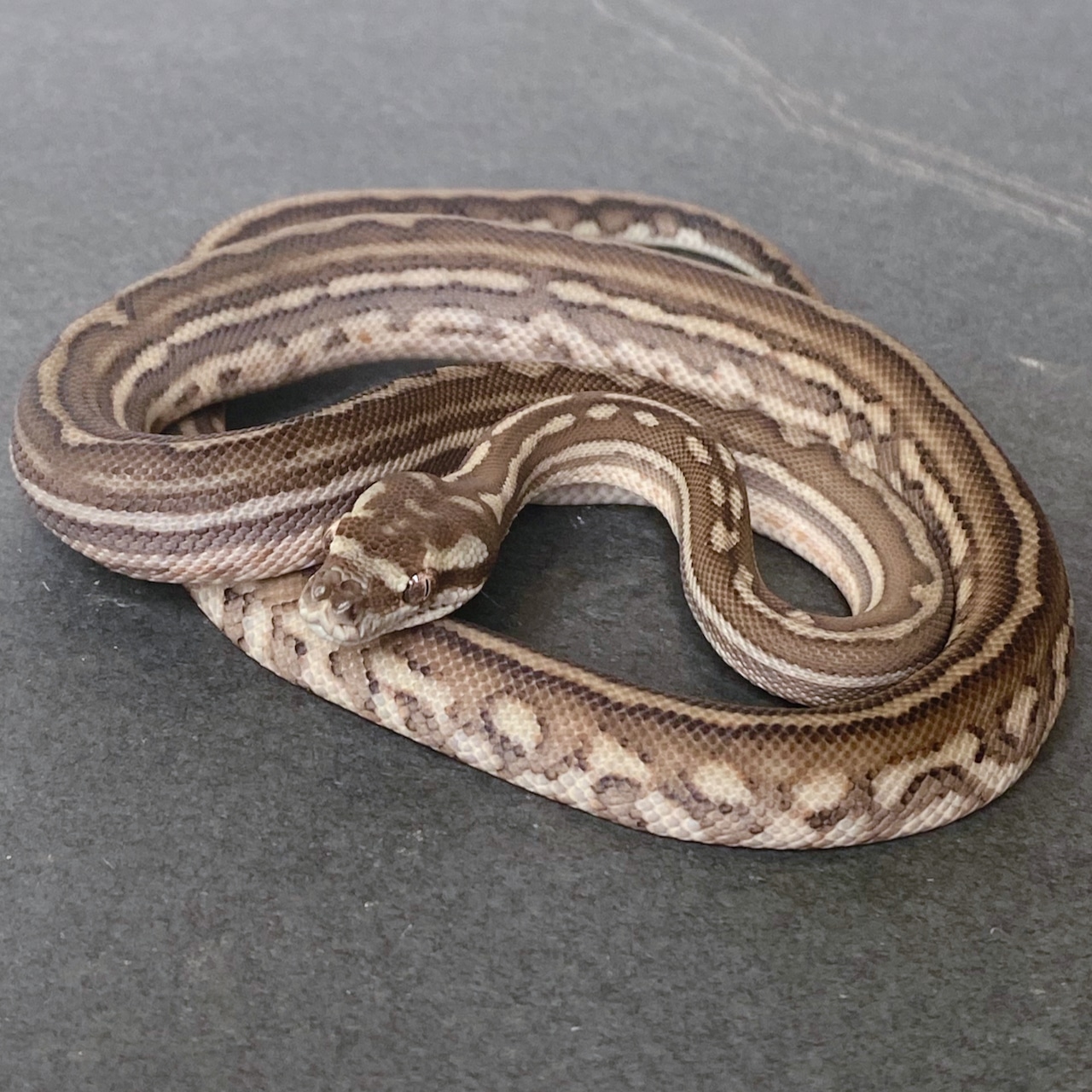 Striped Bredl's Python Centralian Carpet Python by Great Basin ...