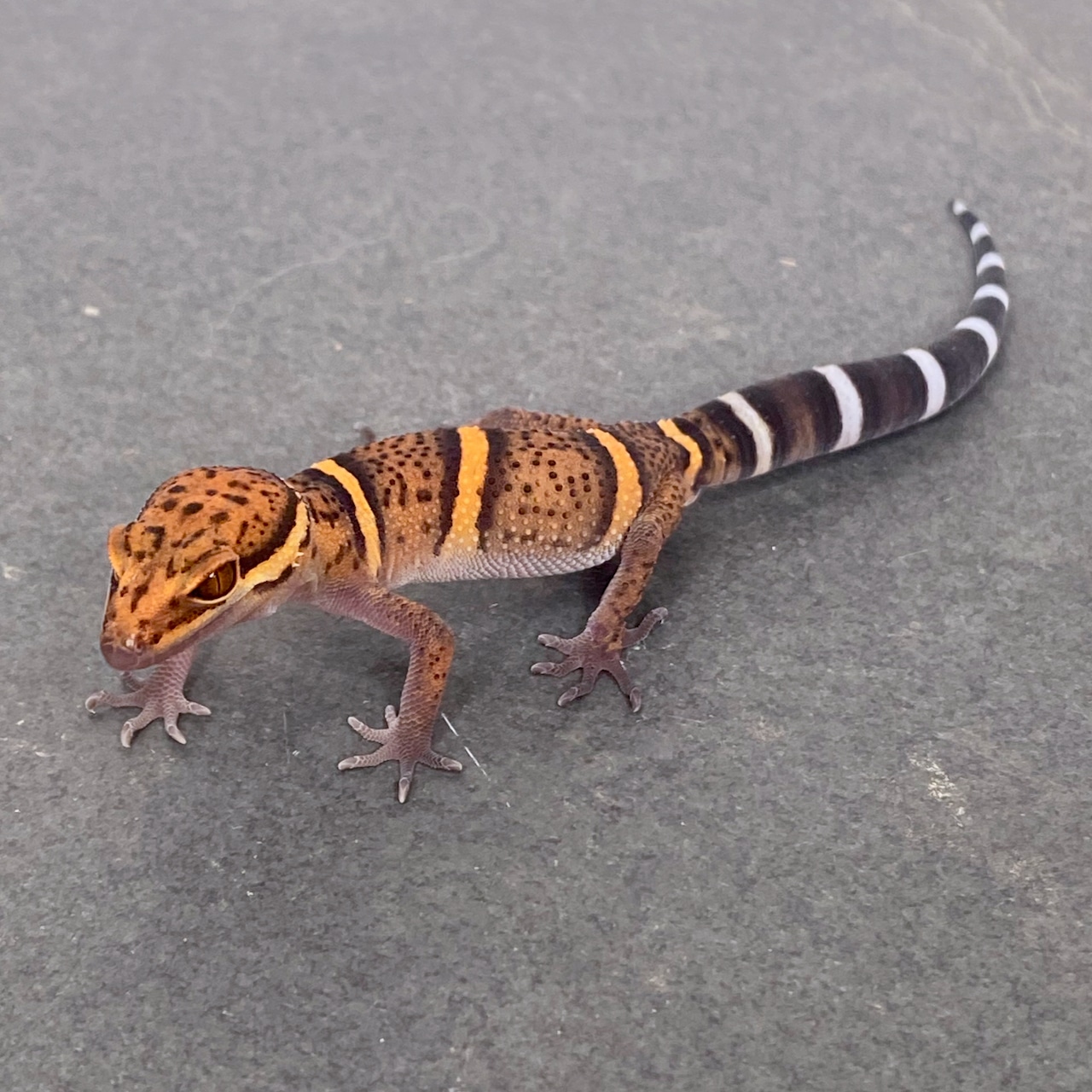 Bawangling Cave Gecko More Gecko by Great Basin Serpentarium, LLC MorphMarket