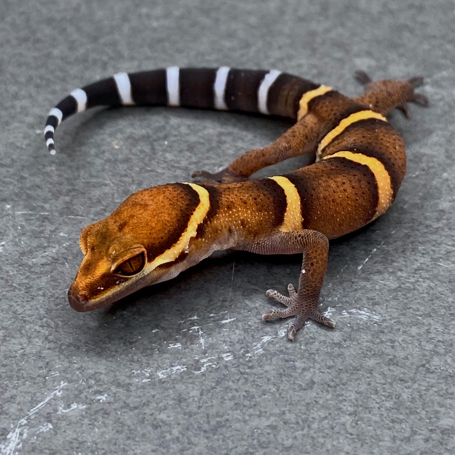 2022 Bawangling Cave Gecko More Gecko by Great Basin Serpentarium, LLC MorphMarket