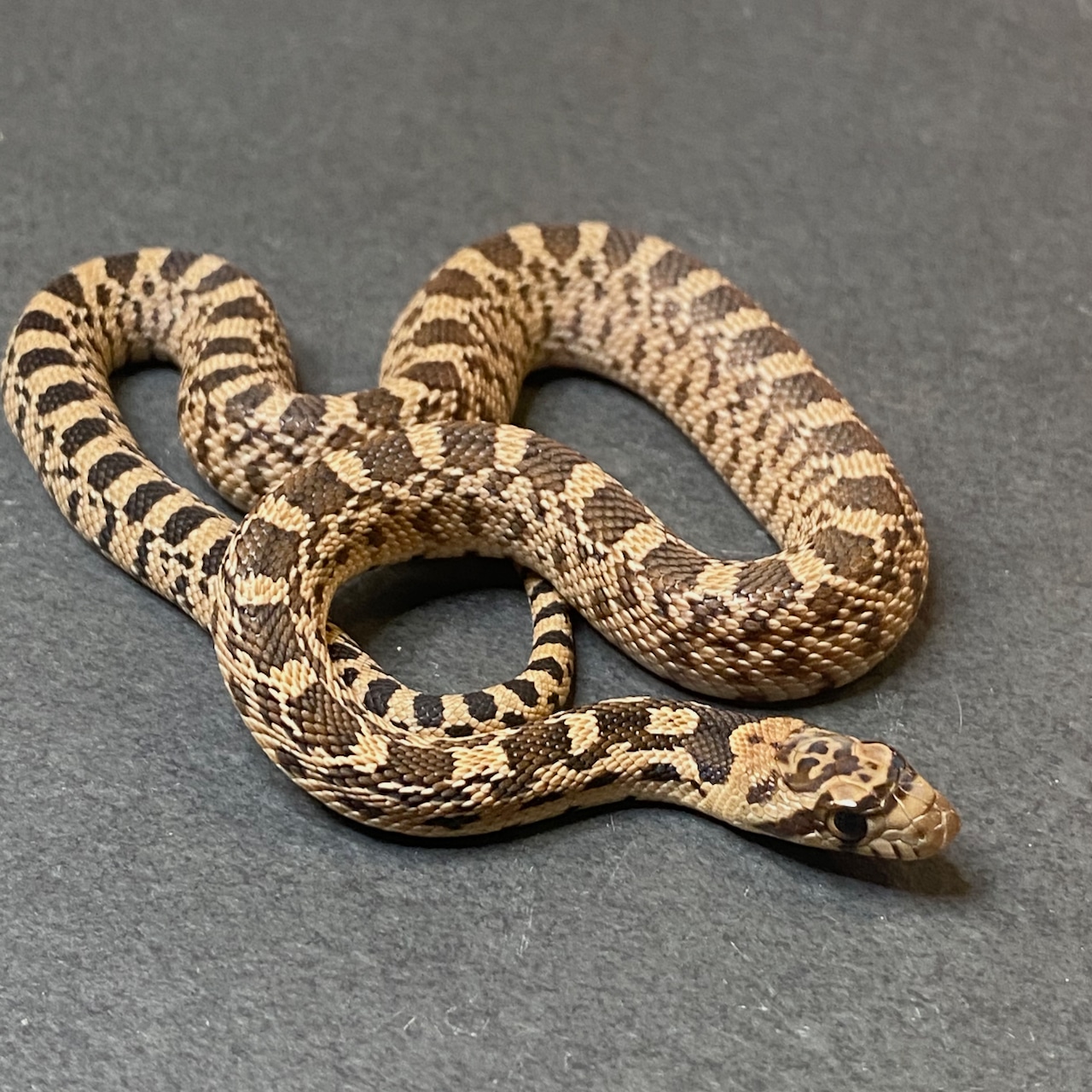 Photo inspiration: Water Quality For Captive Snake Aquariums Reference: 2022 Captive Bred Great Basin Gopher Snake By Great Basin