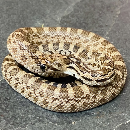 Stunning Feeding Gopher Snakes In Captivity image
