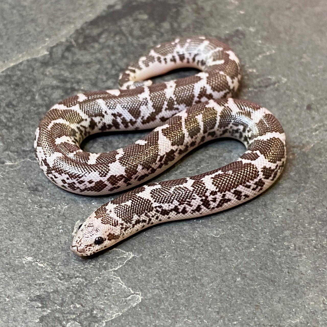 2022 Anery Het. Snow Sand Boa Male ID22KC12M Kenyan Sand Boa by Great Basin Serpentarium
