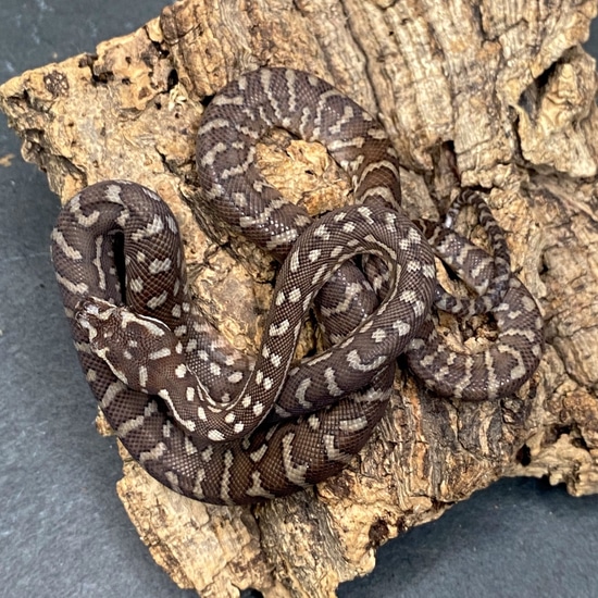 Bredl's Python - Poss. Het. Striped - 2022 Female - ID: 22OR18F ...
