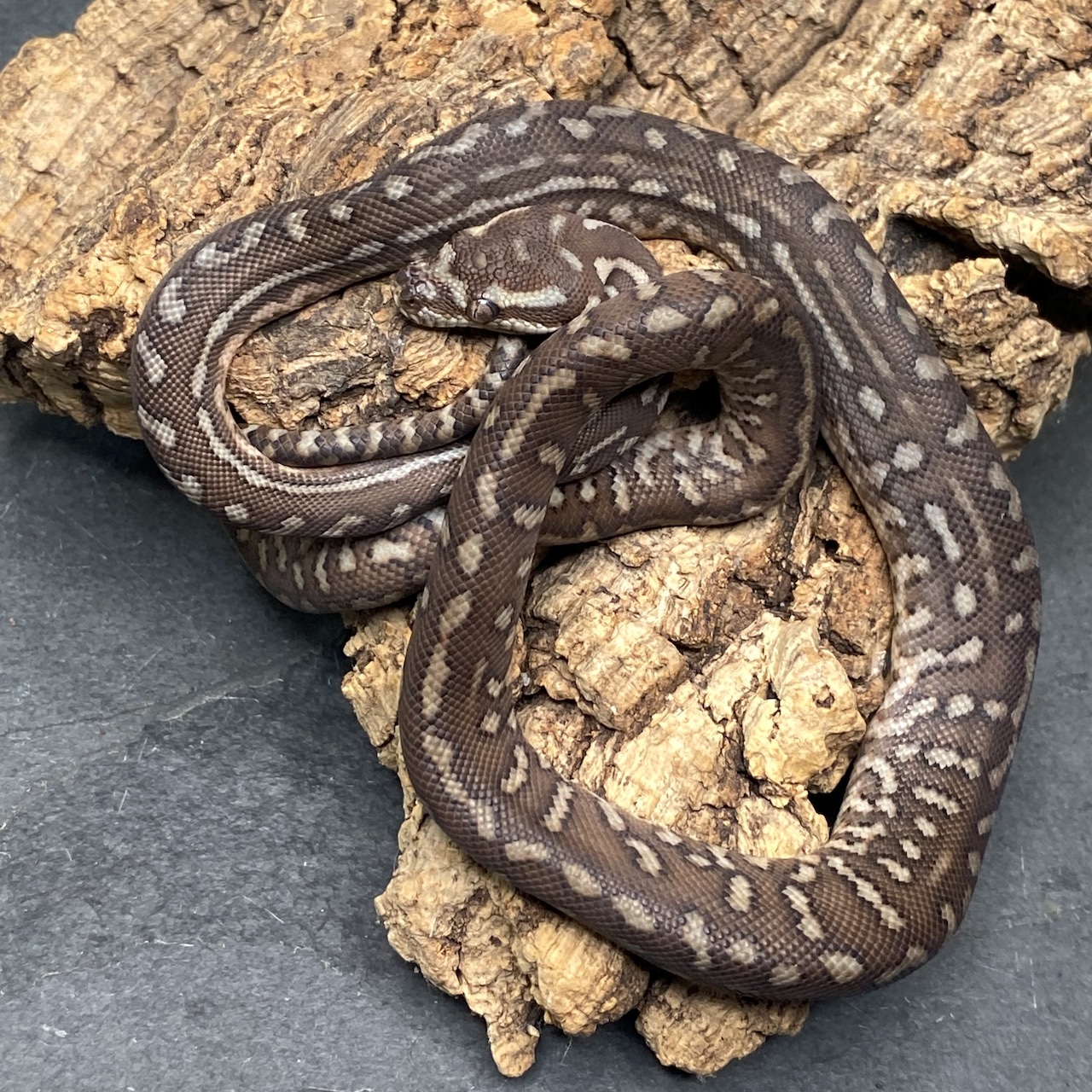 Bredl's Python - Poss. Het. Striped - 2022 Male - ID: 22OR16M ...