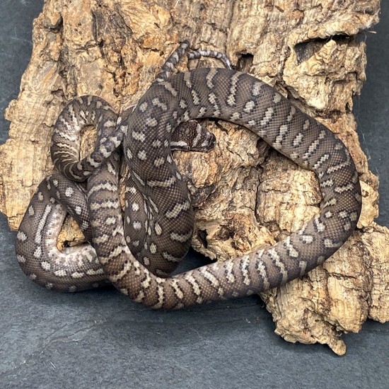 Bredl's Python - Poss. Het. Striped - 2022 Female - ID: 22JS19F ...