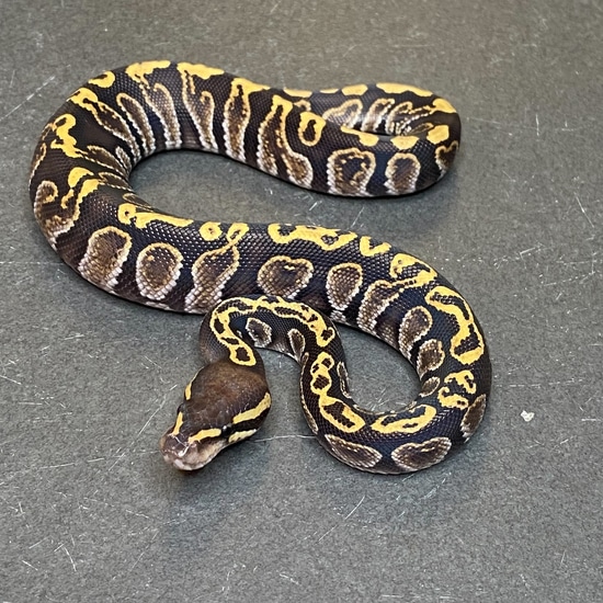 GHI Mystic Ball Python (Male - ID: 23FI4M) by Great Basin Serpentarium, LLC