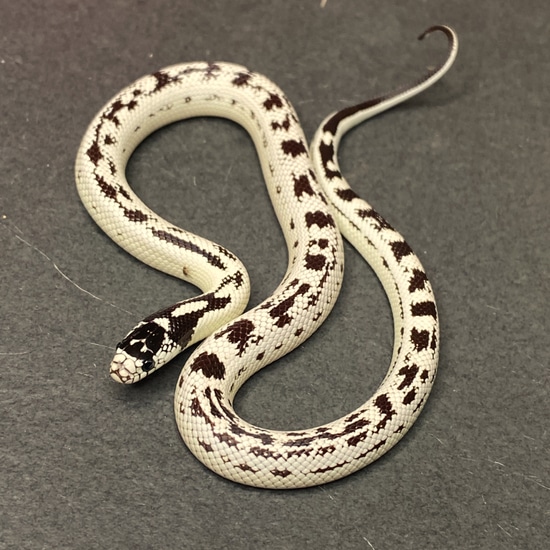 Aberrant California Kingsnake (Female ID: 23CN2F) by Great Basin ...