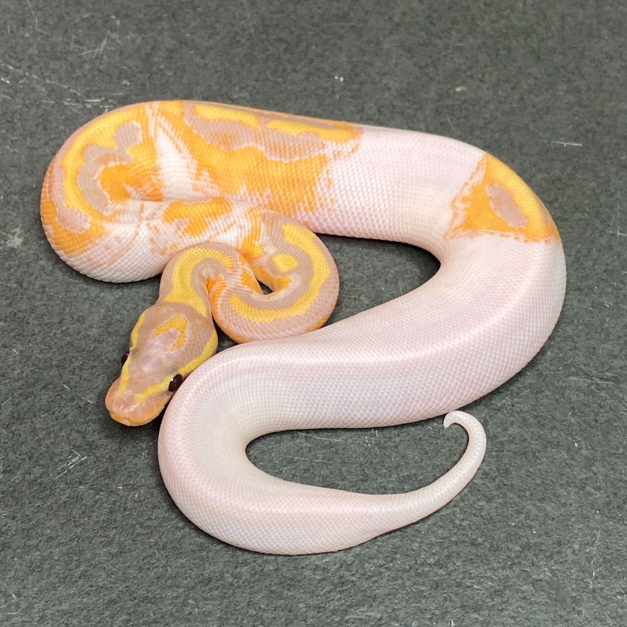 Banana Pied Ball Python (Female ID: 25DR2F) - Minor tail imperfection ...