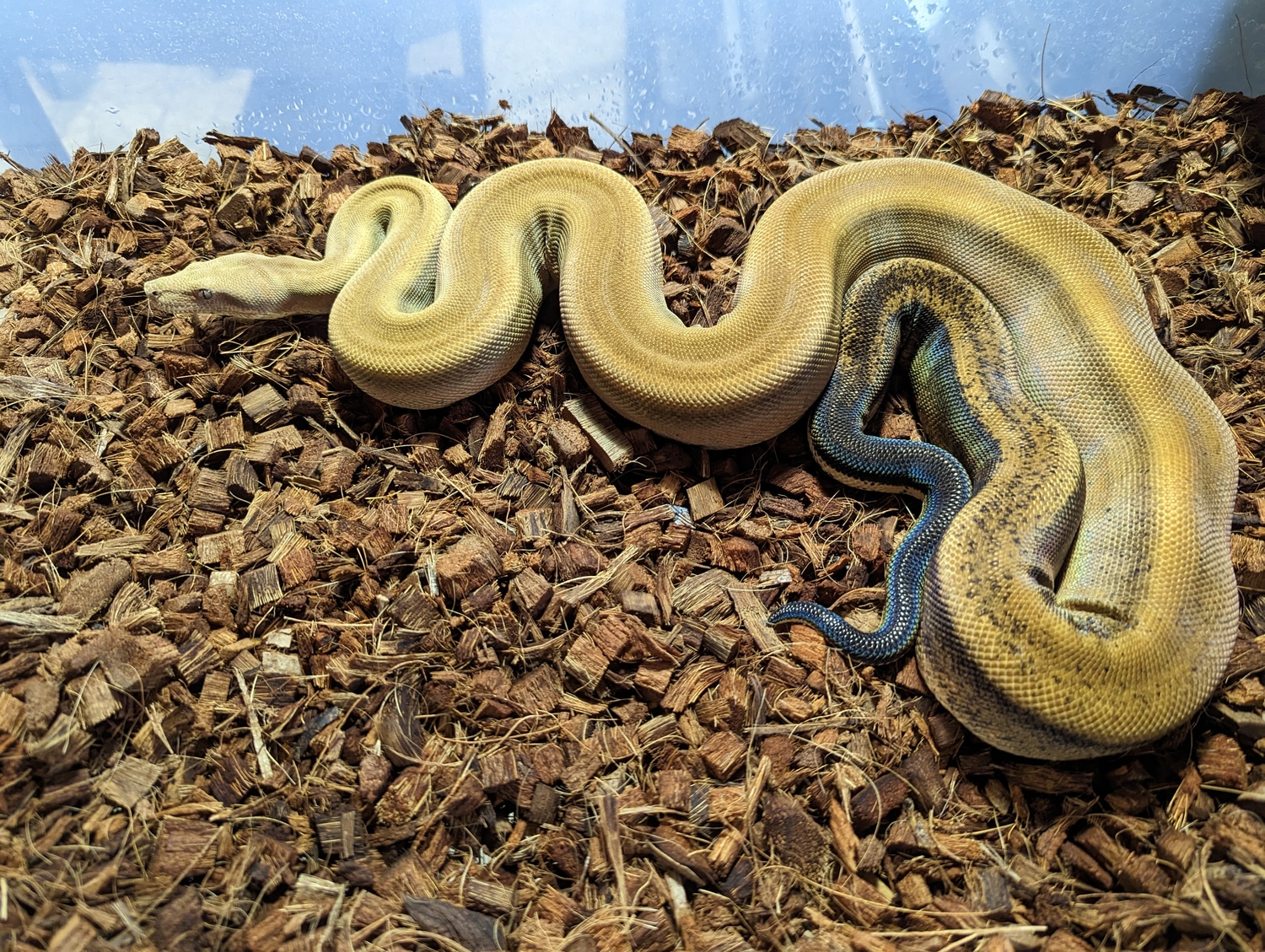 Sterling Boa Constrictor by Geary Reptiles MorphMarket