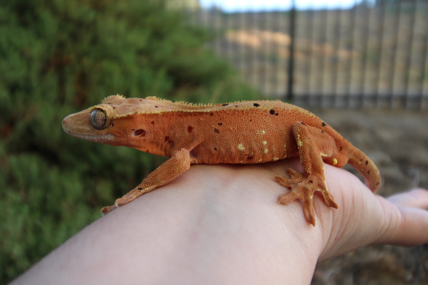 Confetti Male Crested Gecko by East Bay Geckos MorphMarket