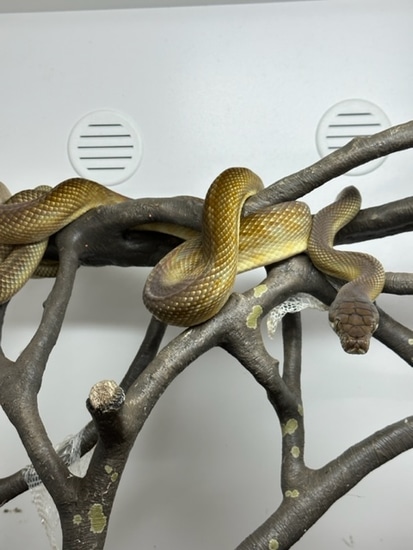 Highland Scrub Python by Gekko & Gecko, LLC