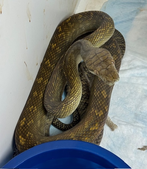 Aru Locale Male Scrub Python by Gekko & Gecko, LLC