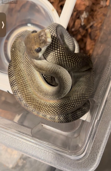 Axanthic Moluccan Python Scrub Python by Gekko & Gecko, LLC