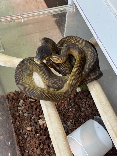 Moluccan Python Scrub Python by Gekko & Gecko, LLC