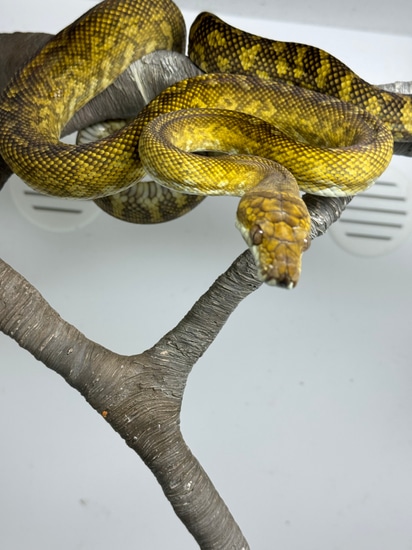 Moluccan Python Scrub Python by Gekko & Gecko, LLC
