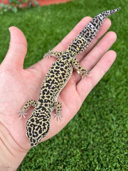 『 Green Leopard fam 』by Zuberi 60*60cm Green Leopard fam 』by Zuberi 60*60cm(Green Leopard fam 好