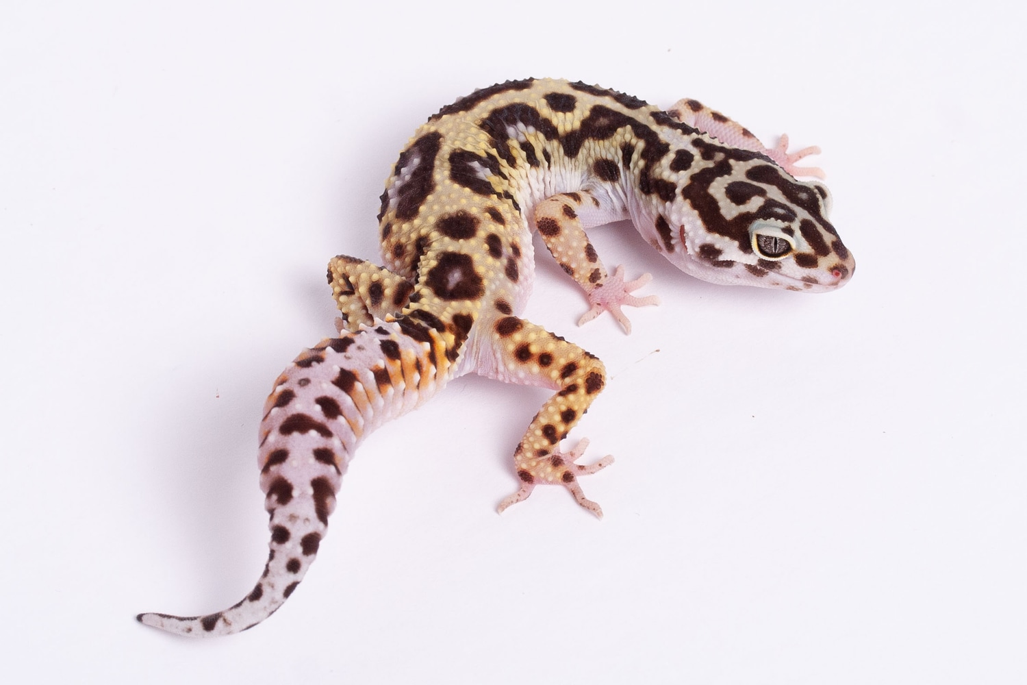 Pure Halloween Mask Leopard Gecko by Gecko Daddy MorphMarket