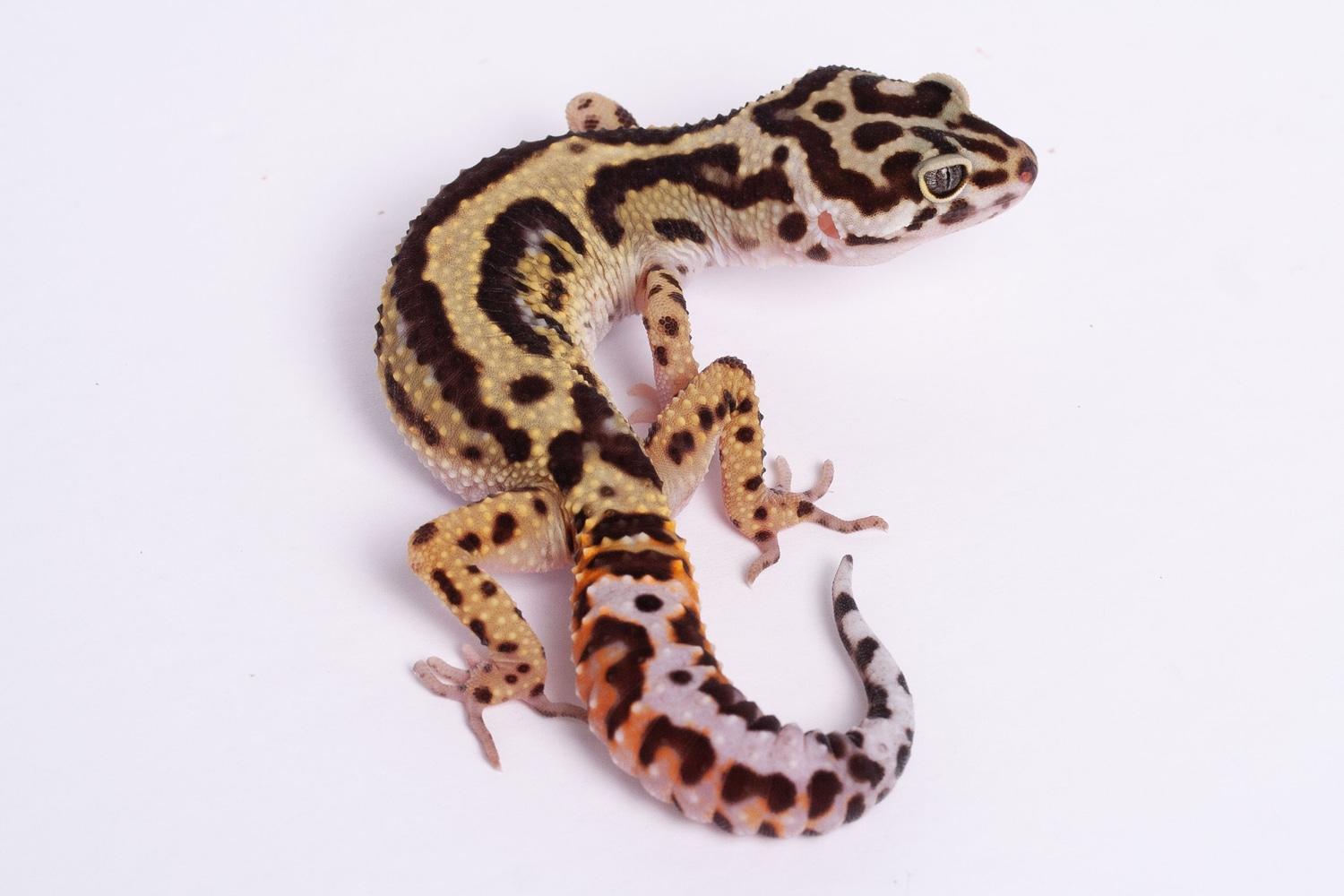 Pure Halloween Mask Leopard Gecko by Gecko Daddy MorphMarket