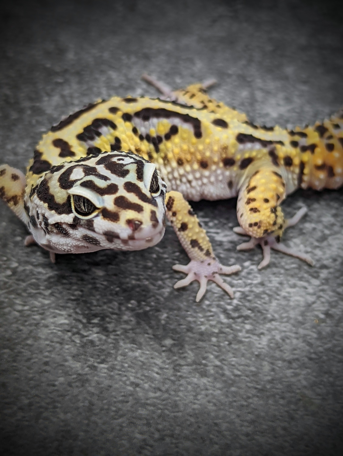 Pure Halloween Mask Leopard Gecko by Gecko Daddy MorphMarket