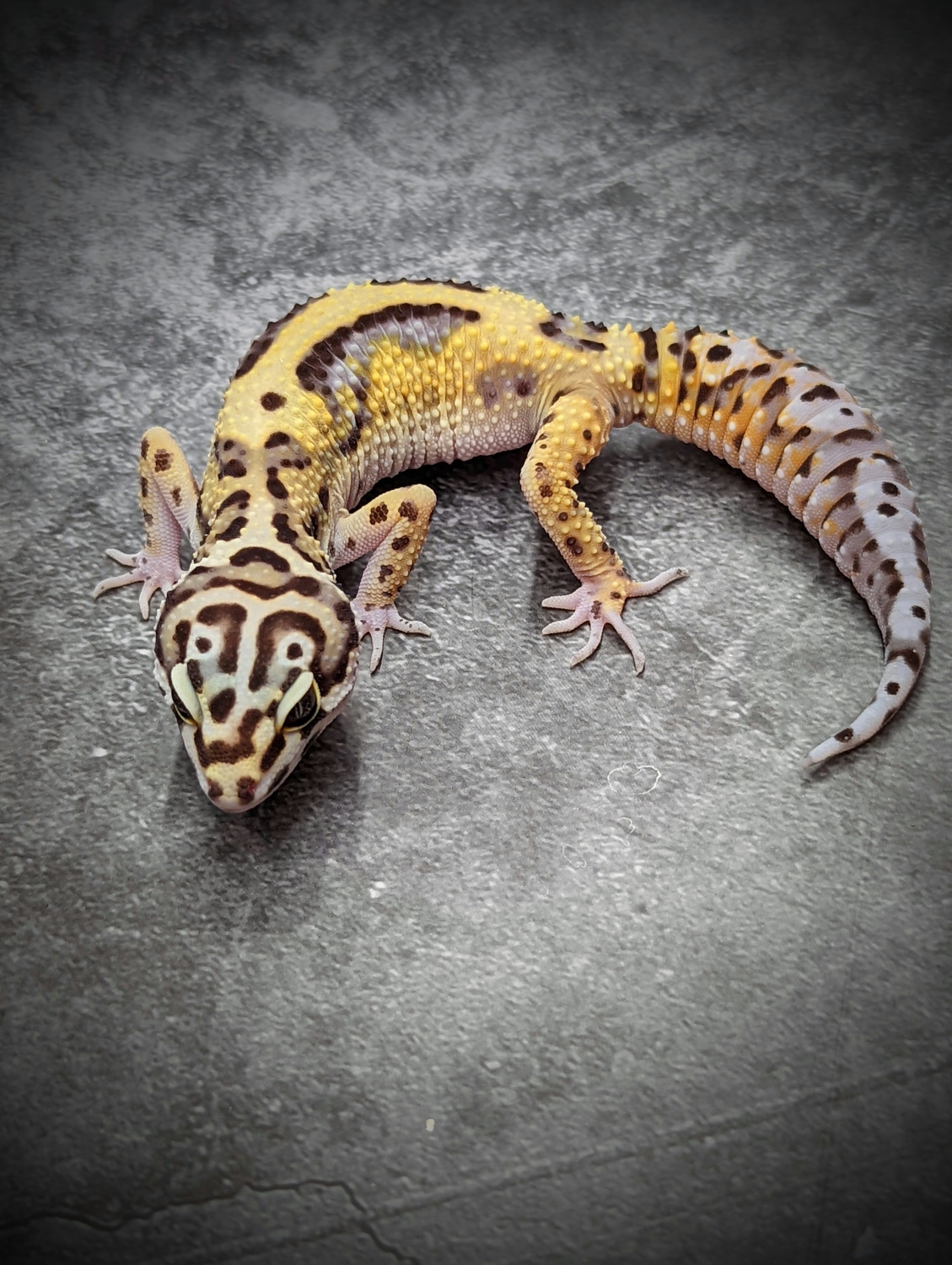 Pure Halloween Mask Leopard Gecko by Gecko Daddy MorphMarket