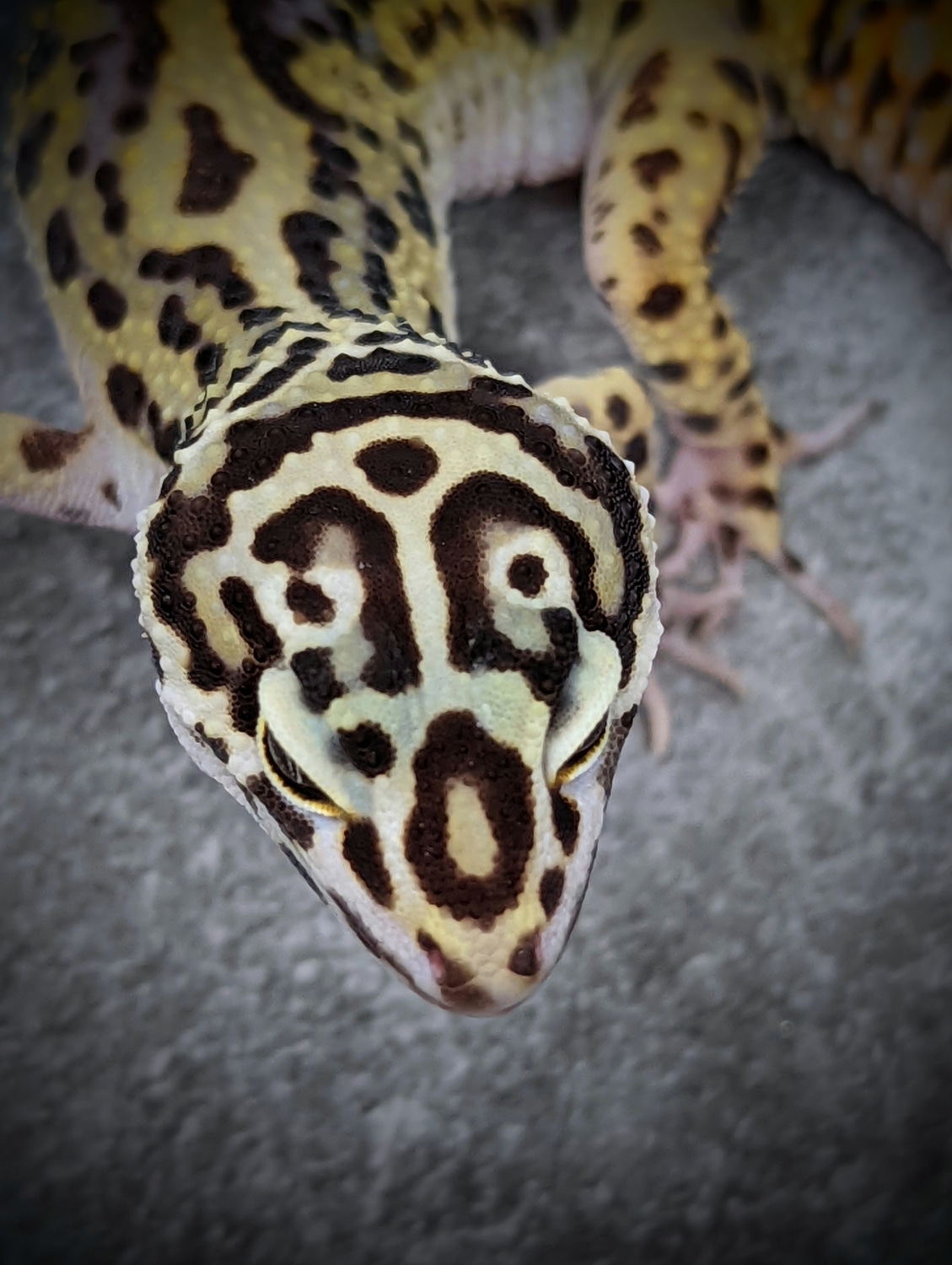 Pure Halloween Mask Leopard Gecko by Gecko Daddy MorphMarket