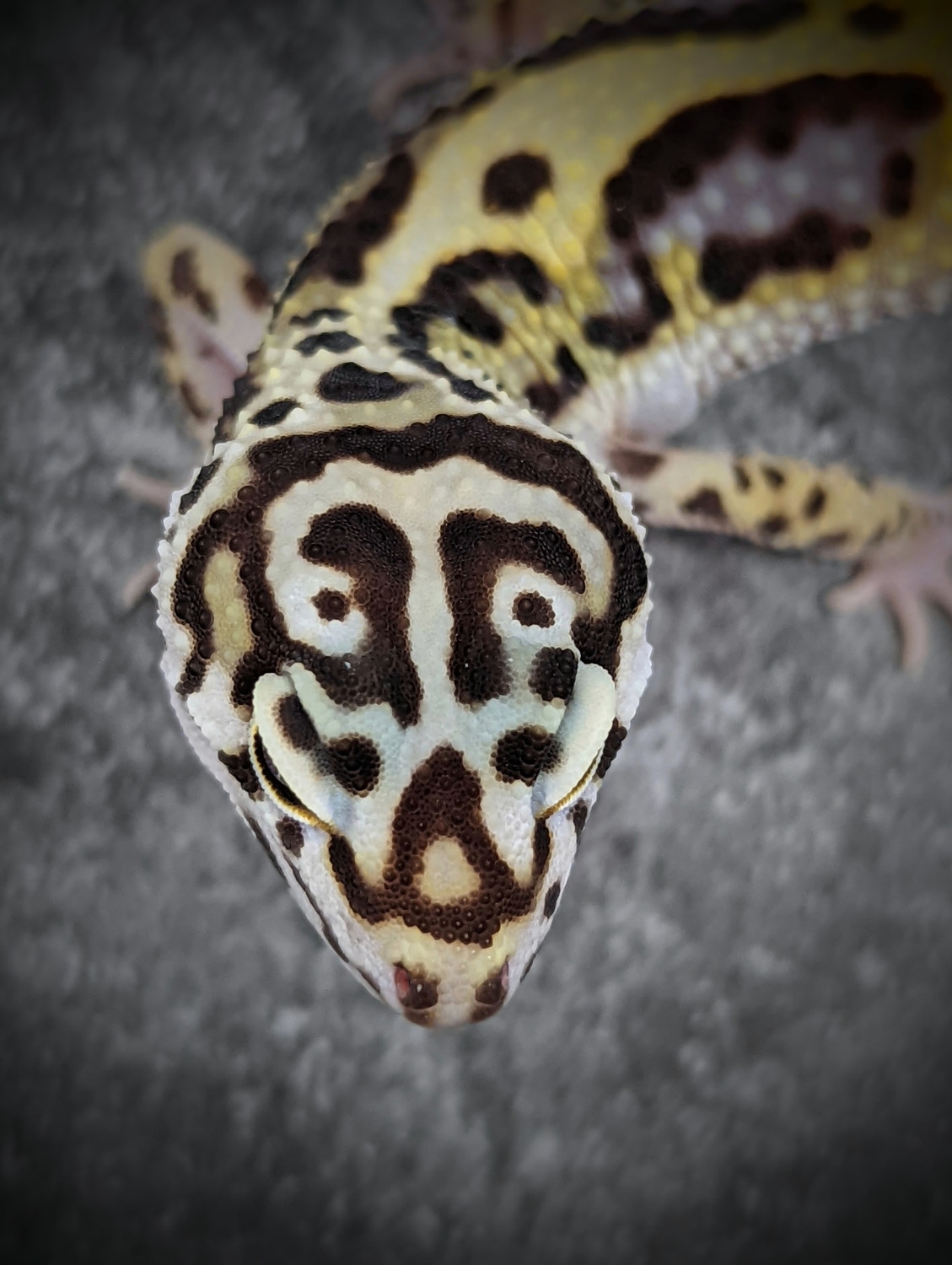 Pure Halloween Mask Leopard Gecko by Gecko Daddy MorphMarket