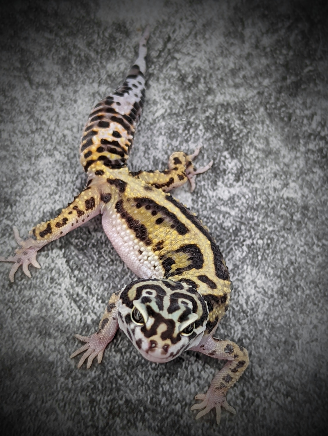 Pure Halloween Mask Leopard Gecko by Gecko Daddy MorphMarket