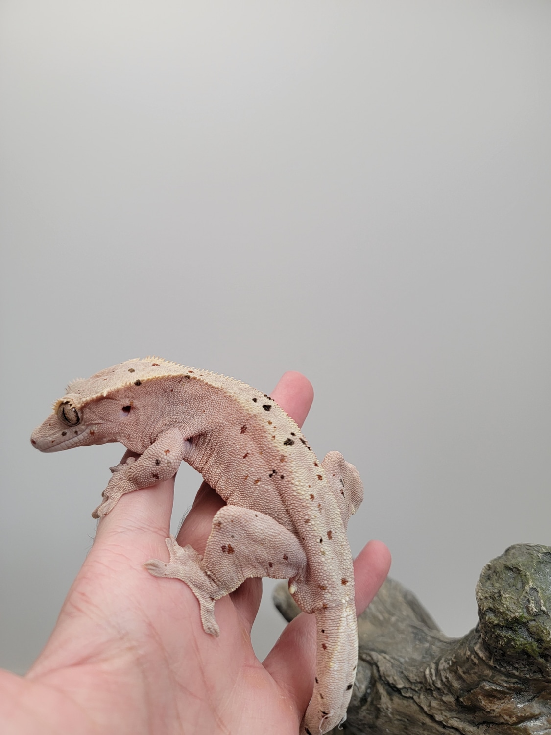 Big Confetti Dalmation Crested Gecko by Gecko Emporium MorphMarket