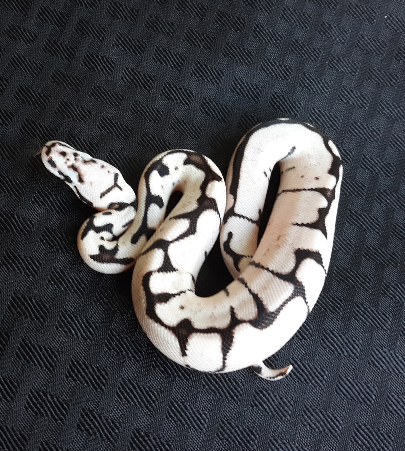 VPI Zebra Bee Ball Python by Graphic Geckos - MorphMarket