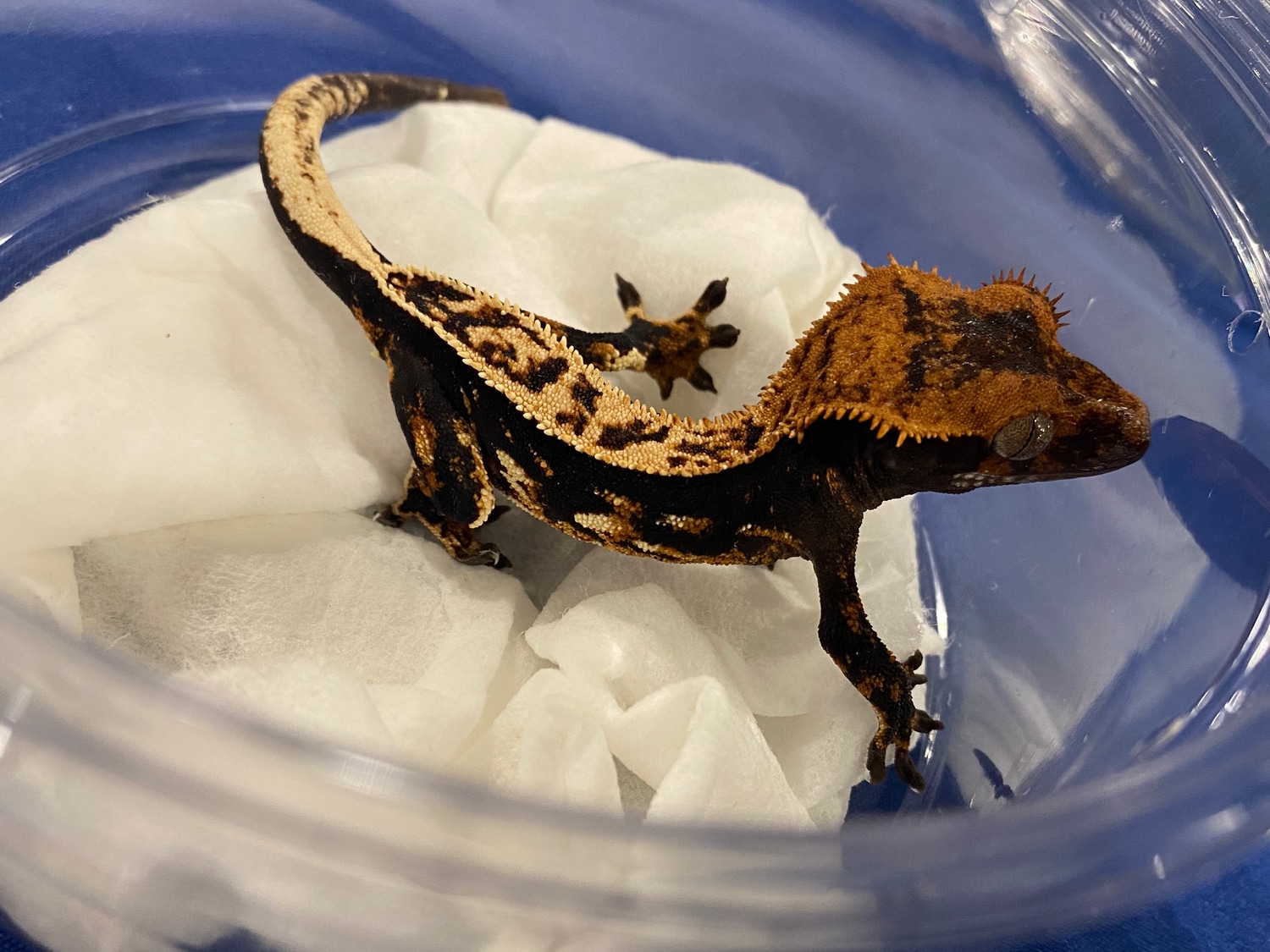 Holdback Jetblack Harley Crested Gecko by Gremlin’s Geckos MorphMarket
