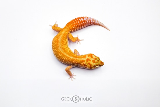 HOLIDAY SALE-20% OFF!!! White & Yellow Atomic G-Project Tremper Eclipse ...