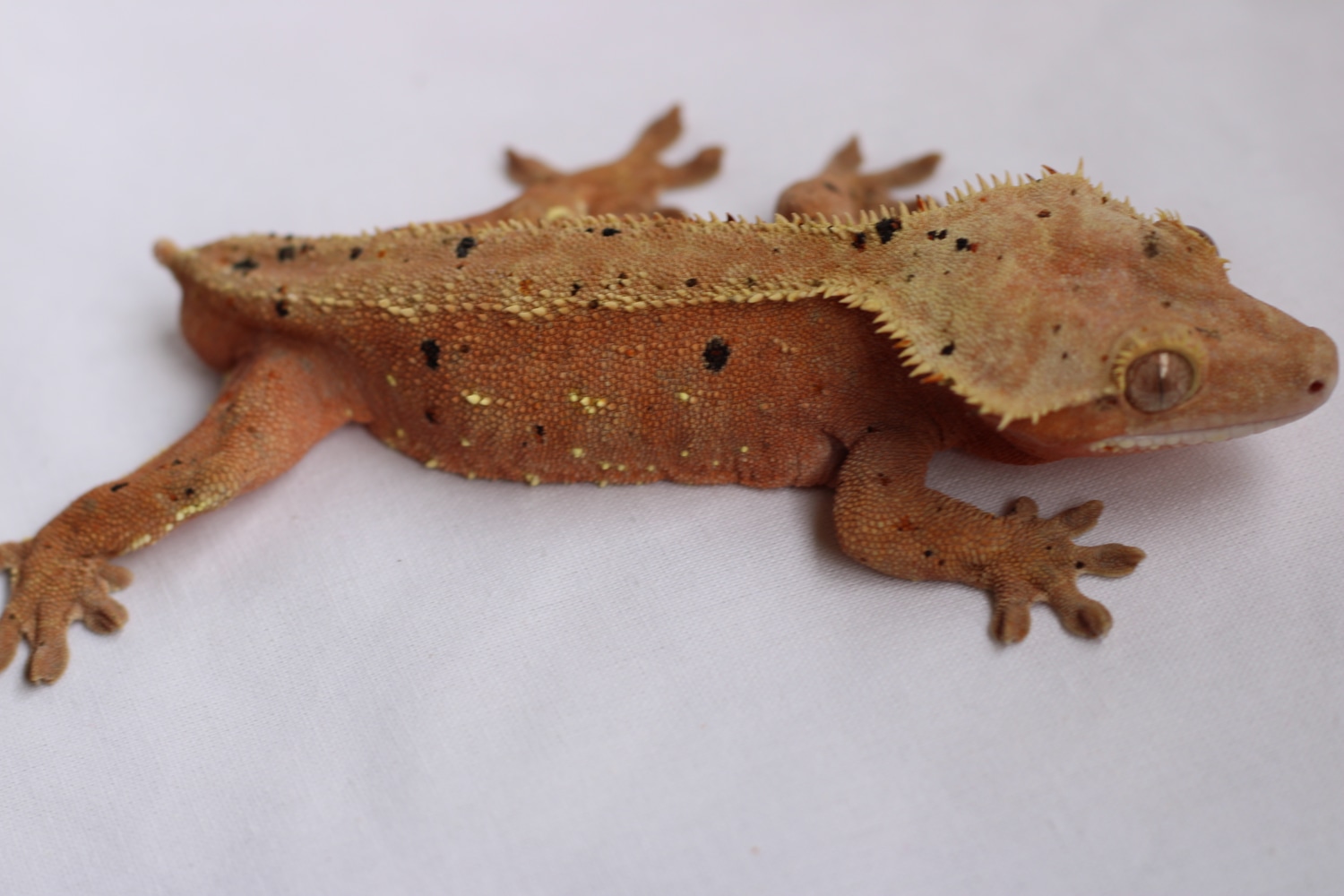 Proven Pink Based Confetti Crested Gecko by Gecko Kaboom MorphMarket