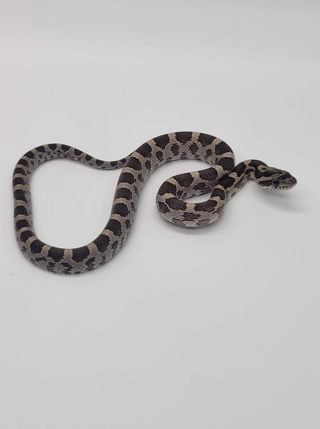 Anery Het Amel Hypo Corn Snake by The Reptile Company of Wisconsin